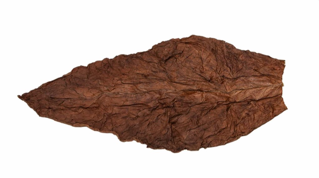Dark tobacco leaf and its bold flavors